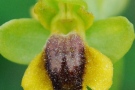 Ophrys lutea